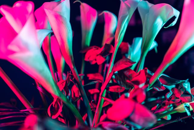 Vivid Flowers 044
