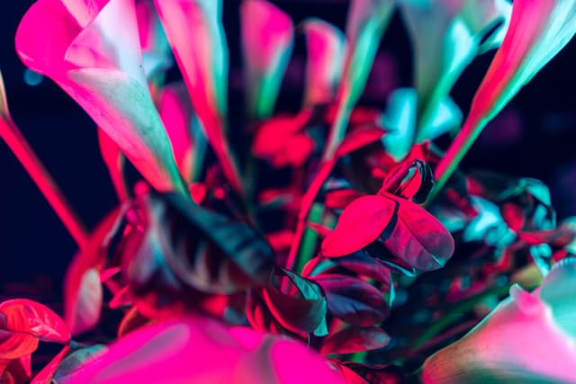 Vivid Flowers 045
