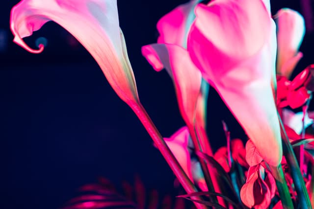 Vivid Flowers 046