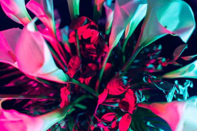 Vivid Flowers 048