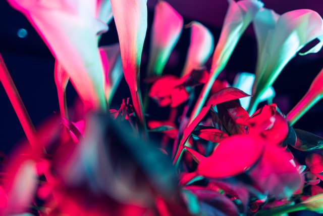 Vivid Flowers 049