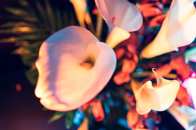 Vivid Flowers 050