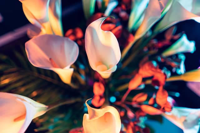 Vivid Flowers 051
