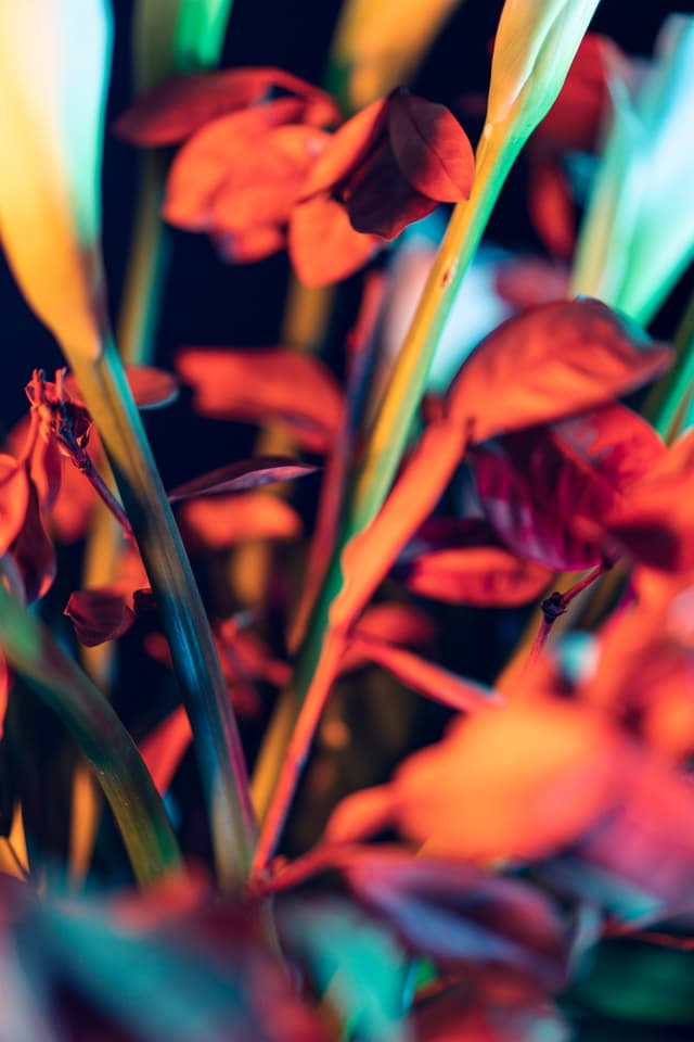 Vivid Flowers 052