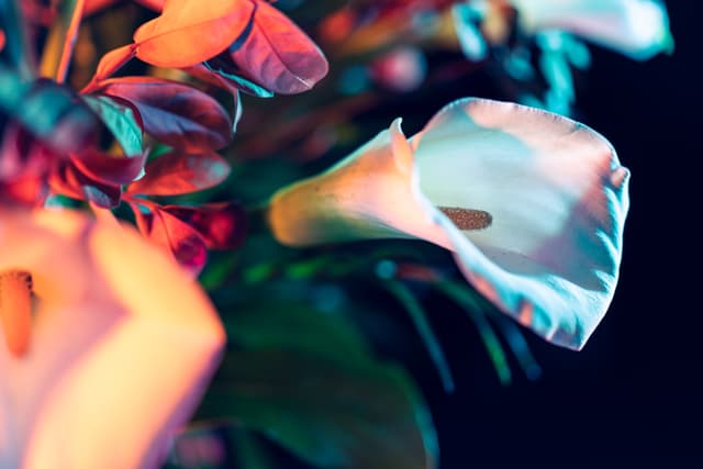 Vivid Flowers 053