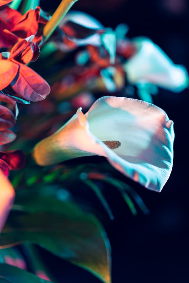 Vivid Flowers 054