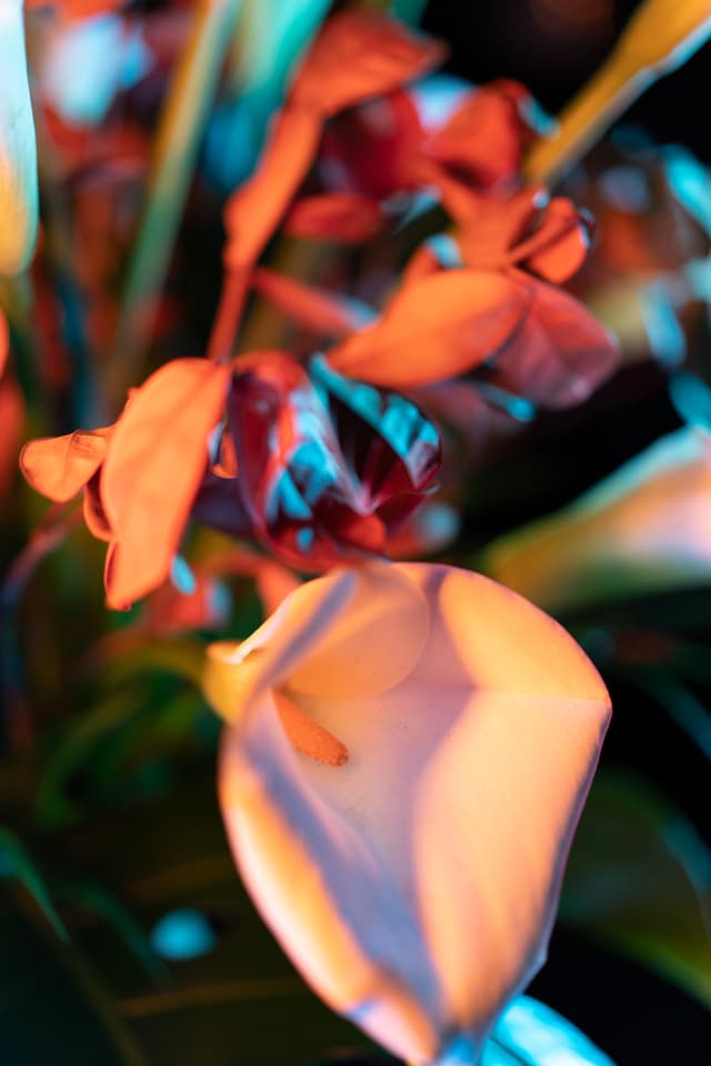 Vivid Flowers 055
