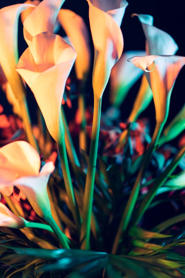 Vivid Flowers 056