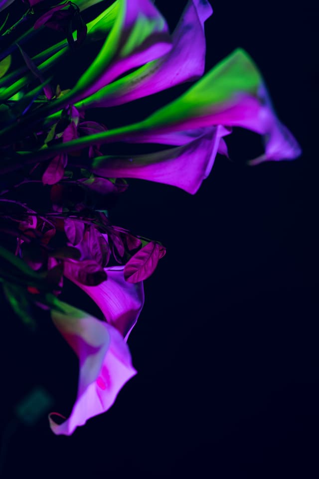Vivid Flowers 057