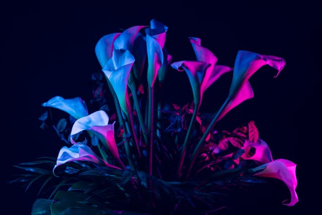 Vivid Flowers 058
