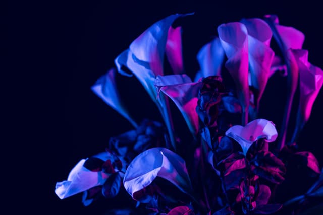 Vivid Flowers 059