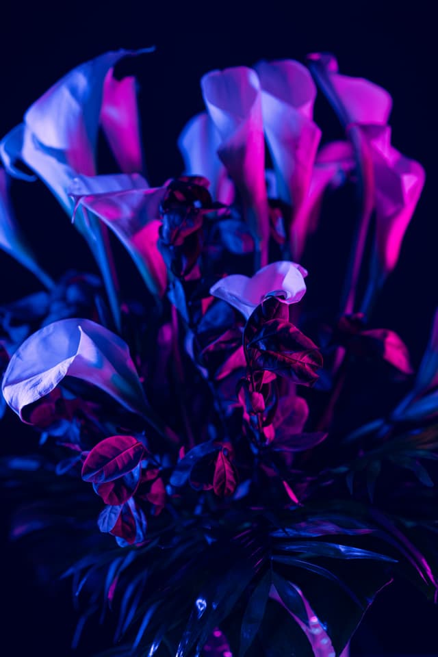 Vivid Flowers 060
