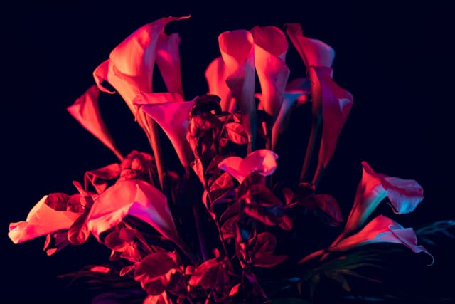 Vivid Flowers 062