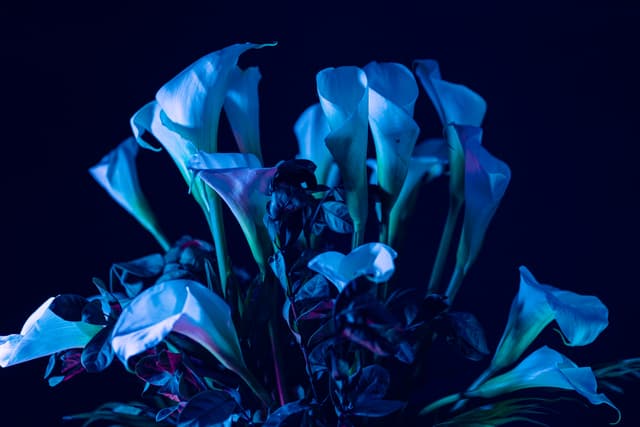Vivid Flowers 063