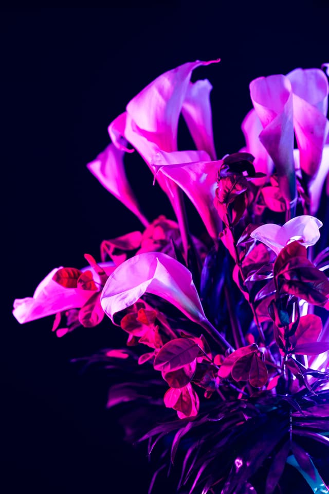 Vivid Flowers 064