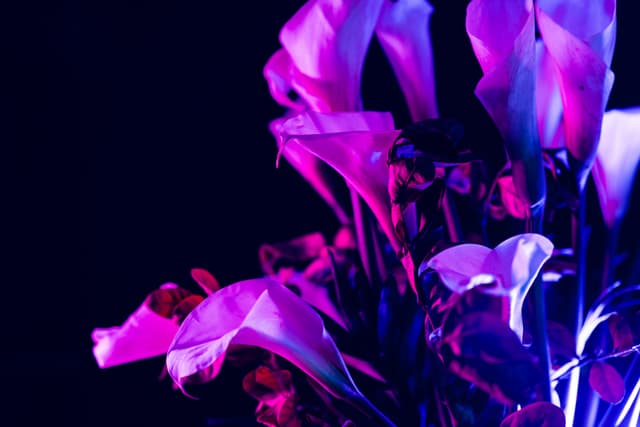 Vivid Flowers 065