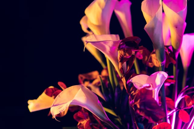 Vivid Flowers 066