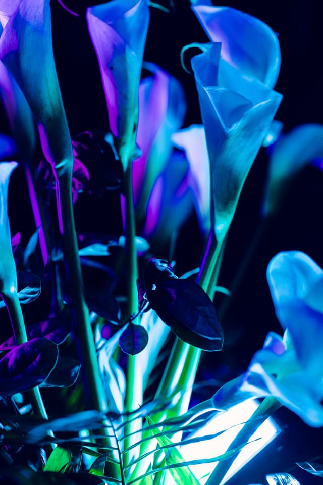 Vivid Flowers 067