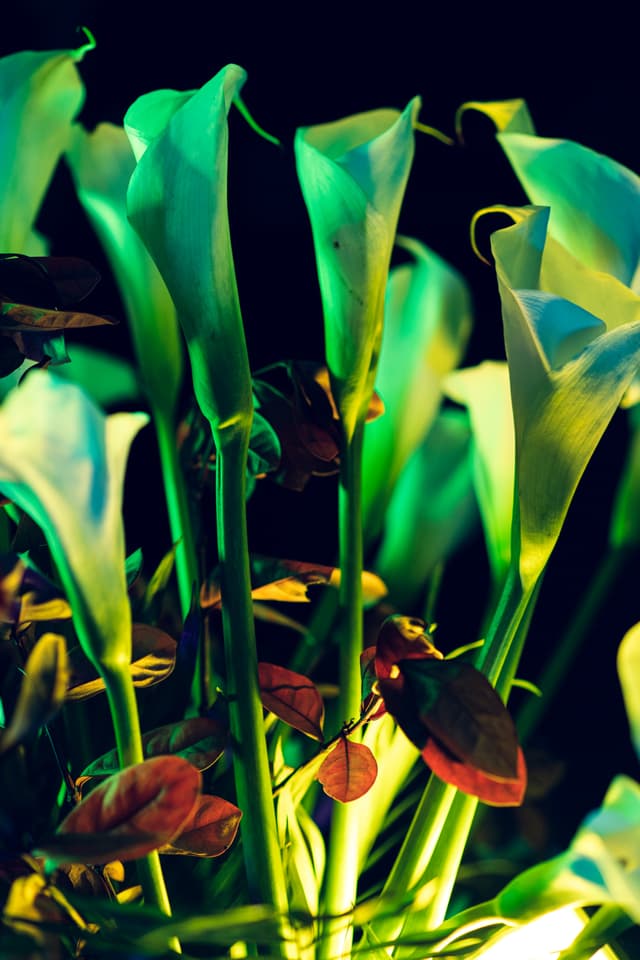 Vivid Flowers 068