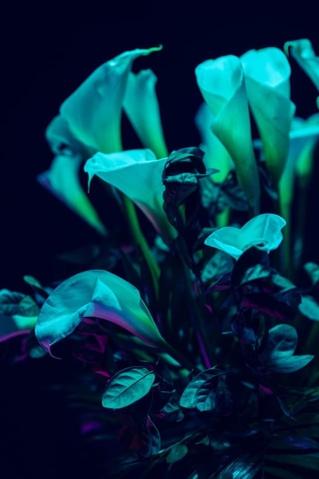 Vivid Flowers 070