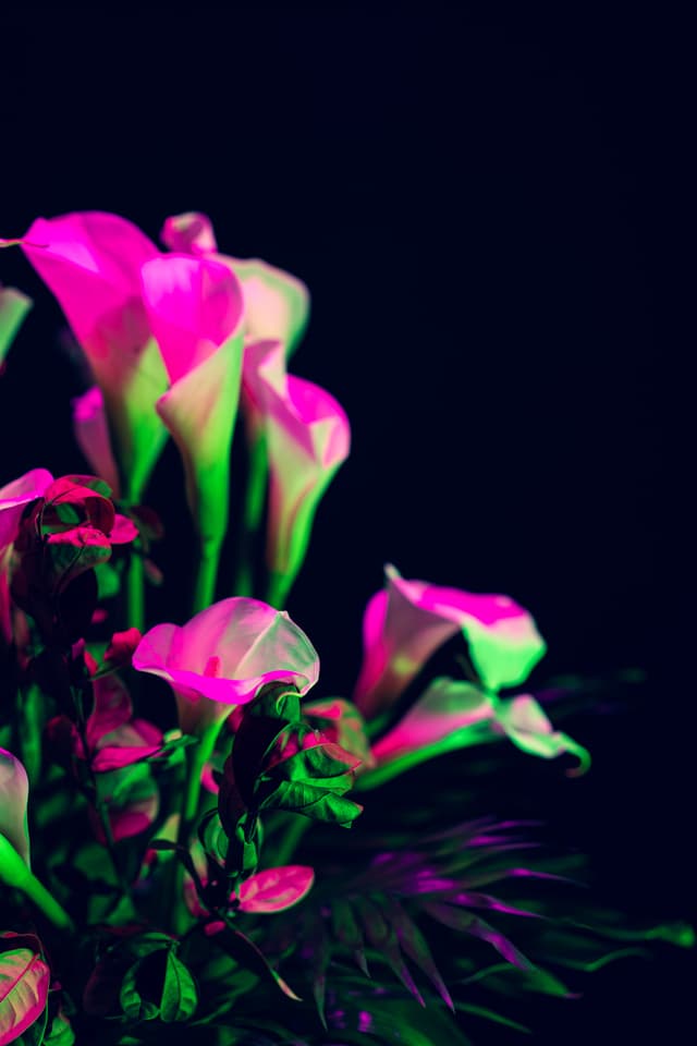 Vivid Flowers 071