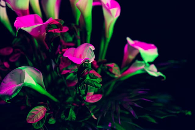 Vivid Flowers 072
