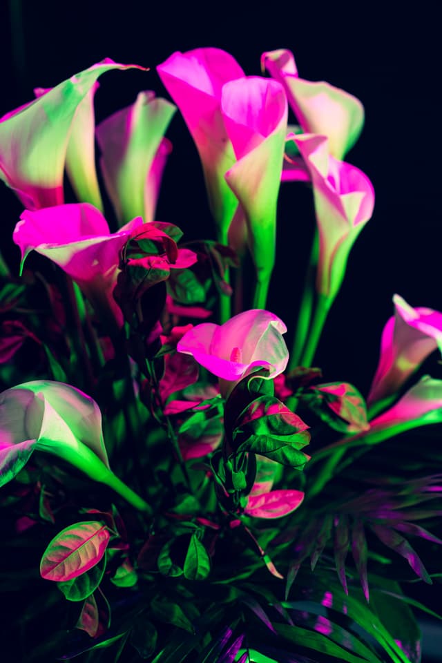 Vivid Flowers 073