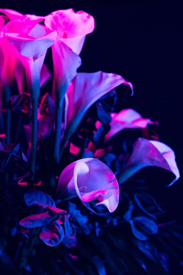 Vivid Flowers 074