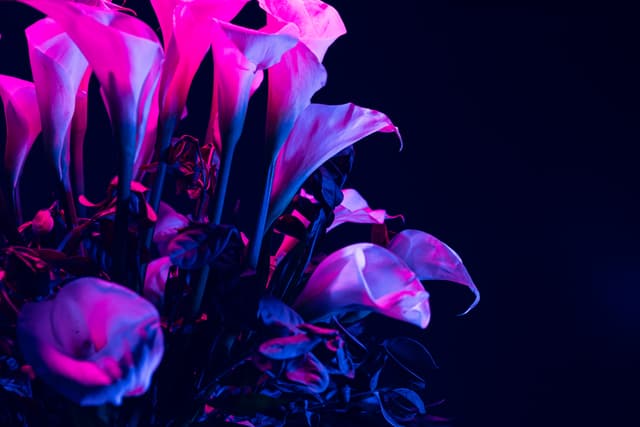Vivid Flowers 075
