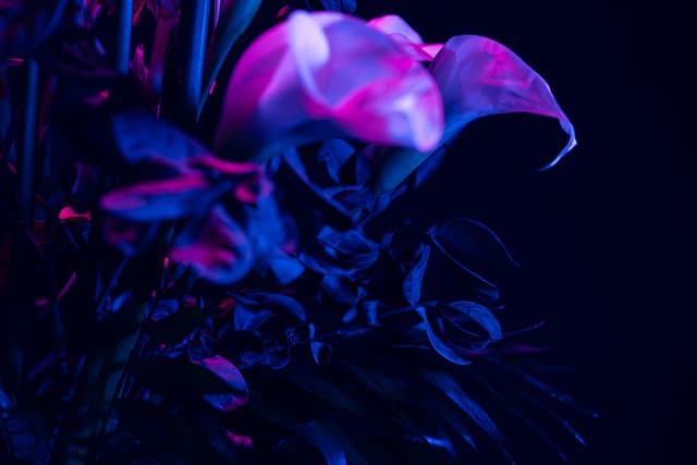 Vivid Flowers 076