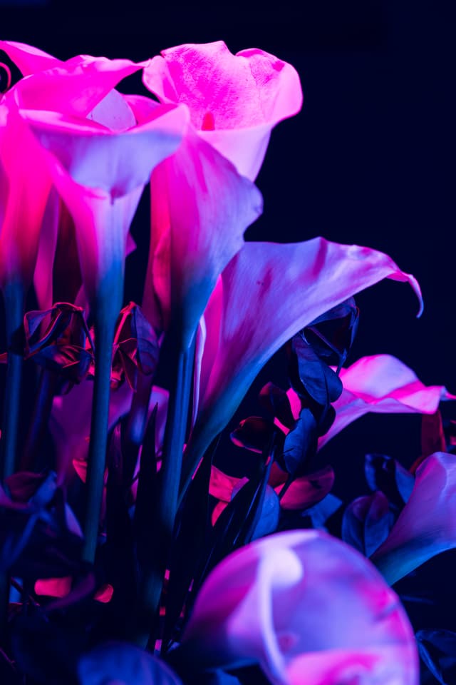 Vivid Flowers 077
