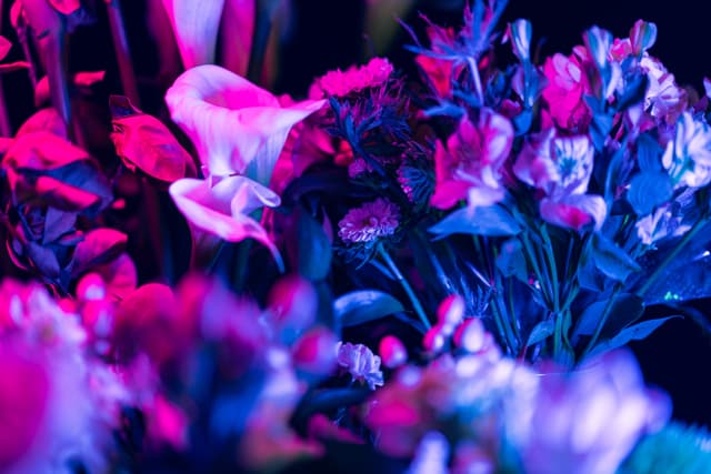 Vivid Flowers 081