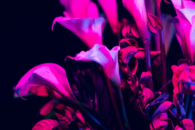 Vivid Flowers 082