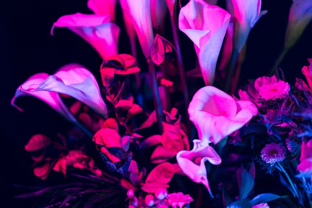 Vivid Flowers 084