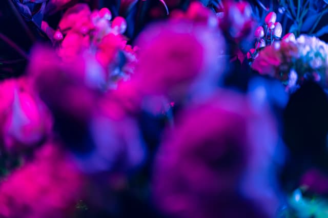 Vivid Flowers 085