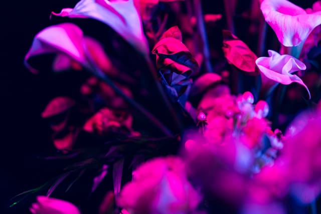 Vivid Flowers 086