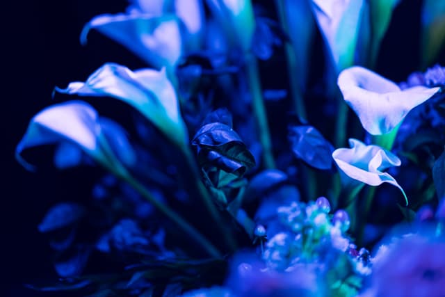 Vivid Flowers 087