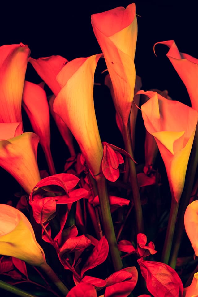 Vivid Flowers 089