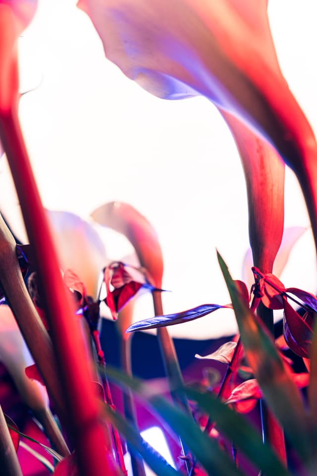 Vivid Flowers 090