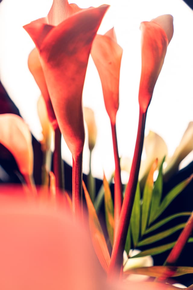 Vivid Flowers 091