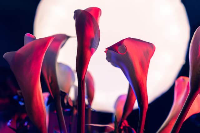 Vivid Flowers 092