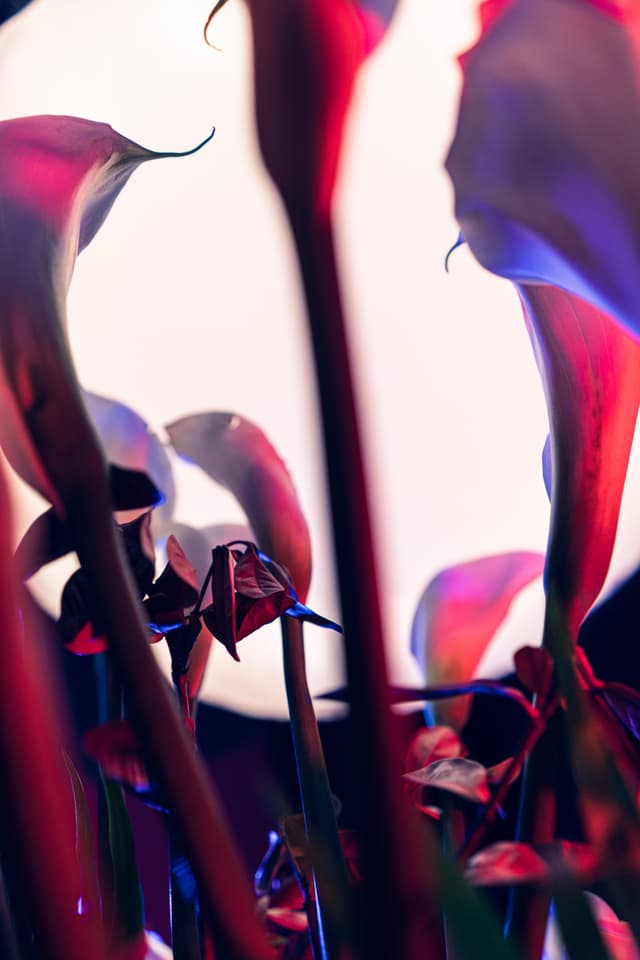 Vivid Flowers 093