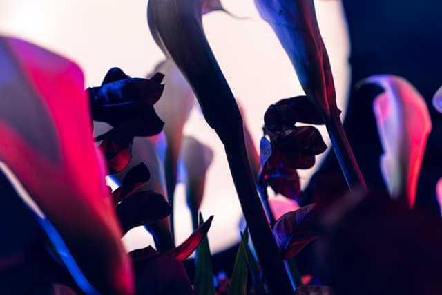 Vivid Flowers 094