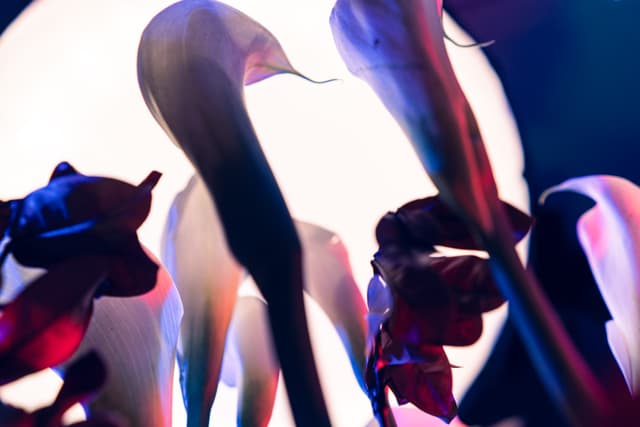 Vivid Flowers 095