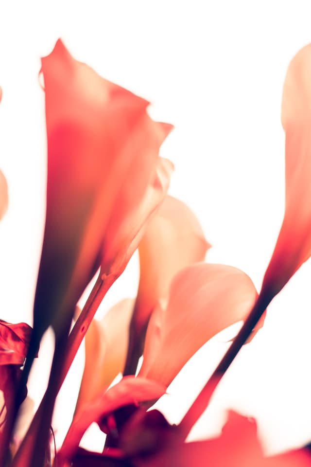 Vivid Flowers 096