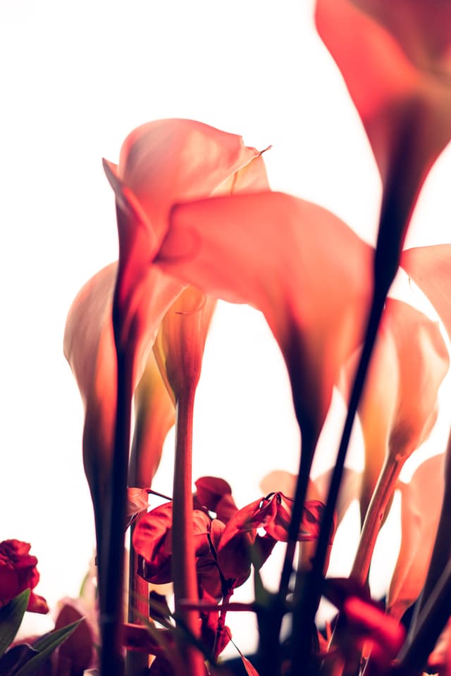 Vivid Flowers 097