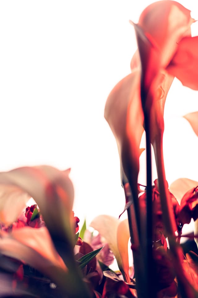 Vivid Flowers 098