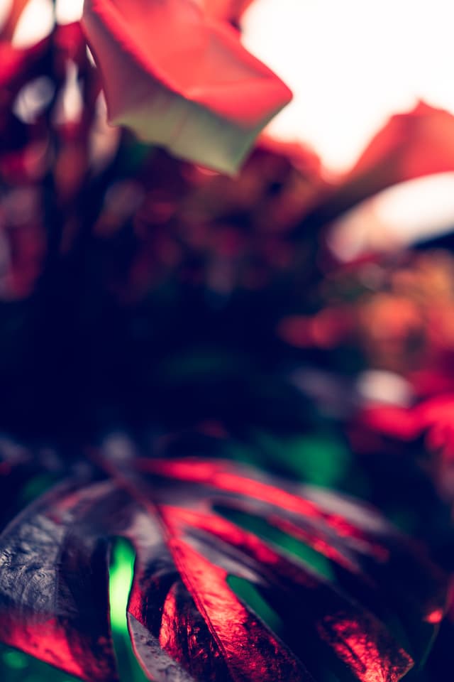 Vivid Flowers 099