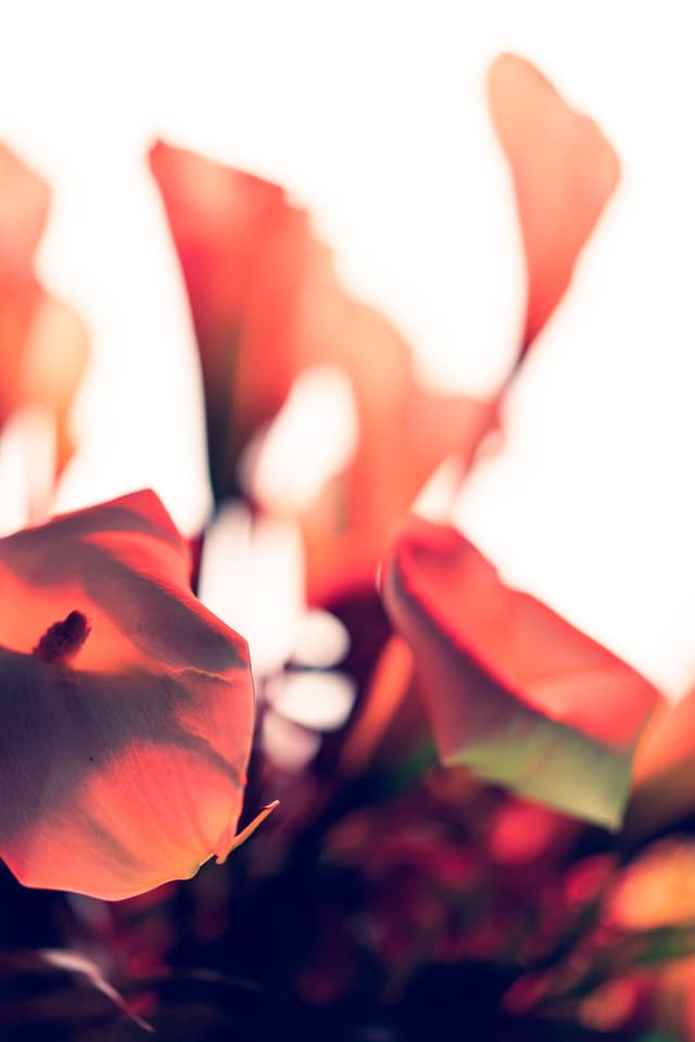 Vivid Flowers 100