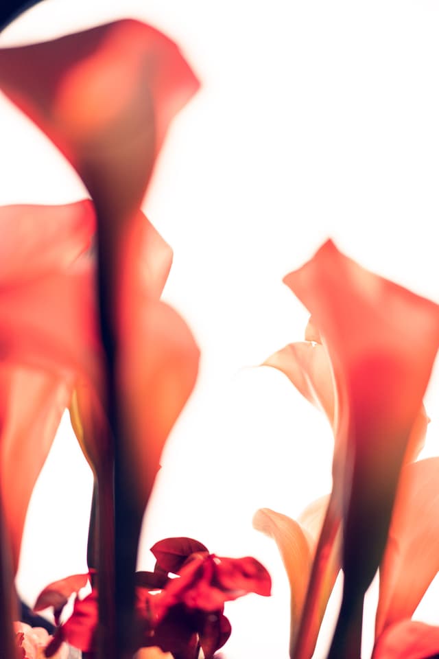 Vivid Flowers 101